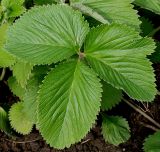 Potentilla argyrophylla разновидность atrosanguinea. Лист. Германия, г. Krefeld, Ботанический сад. 10.06.2013.