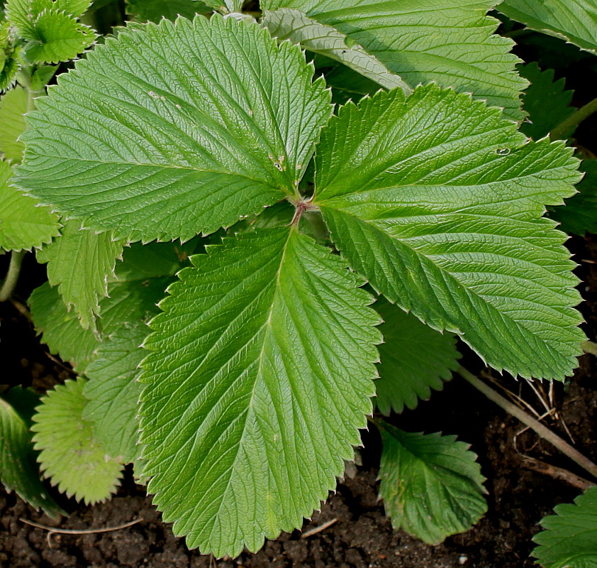 Изображение особи Potentilla argyrophylla var. atrosanguinea.