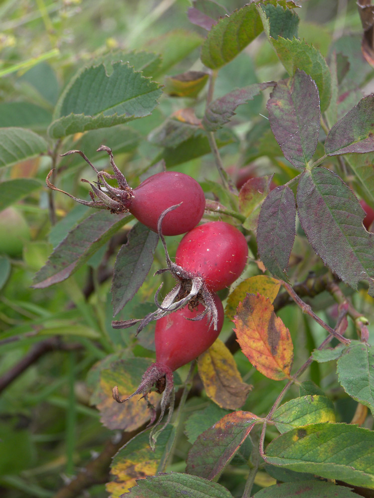 Image of Rosa buschiana specimen.