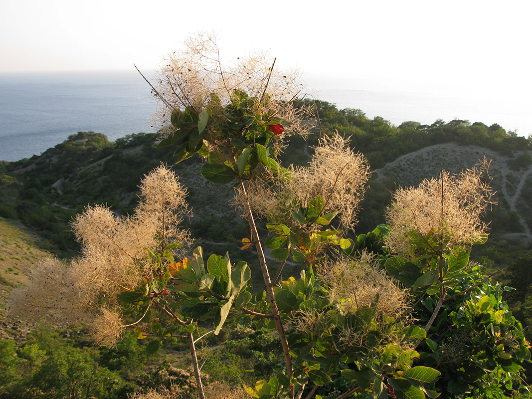 Image of Cotinus coggygria specimen.