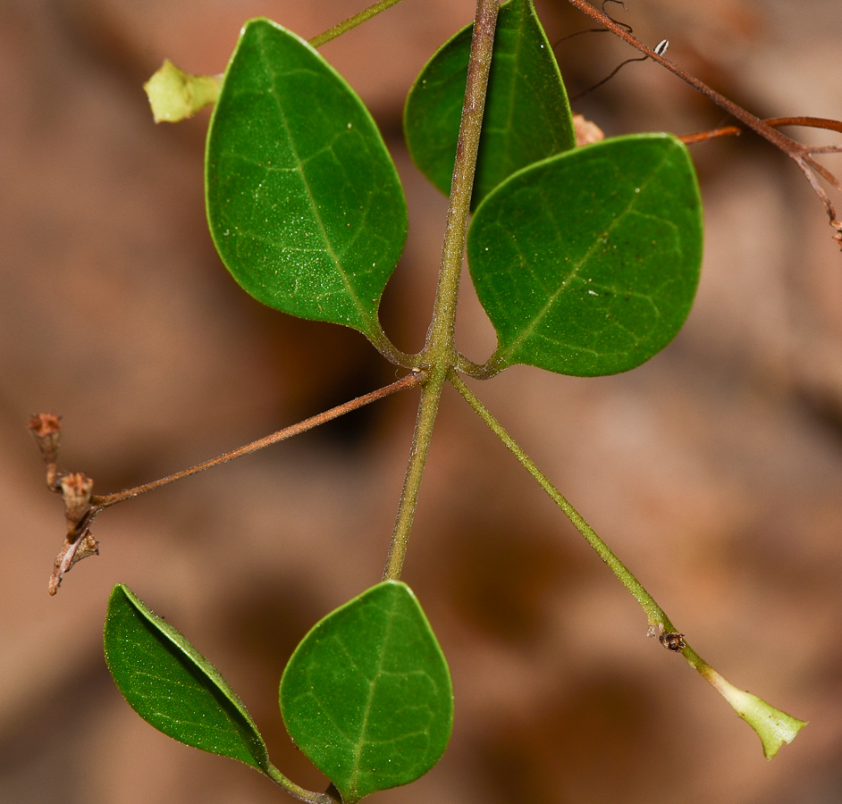 Изображение особи Clerodendrum inerme.