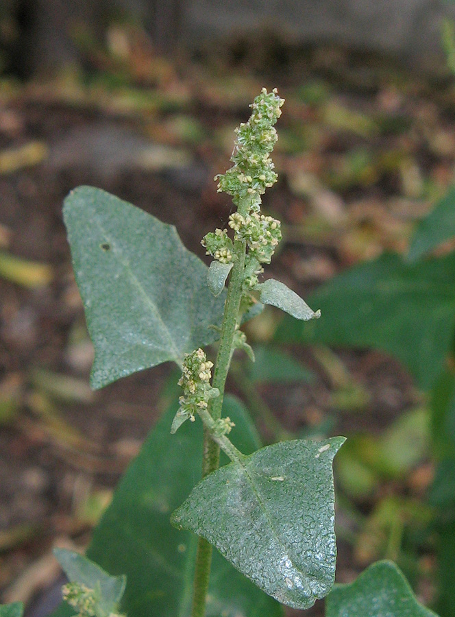 Изображение особи Atriplex micrantha.