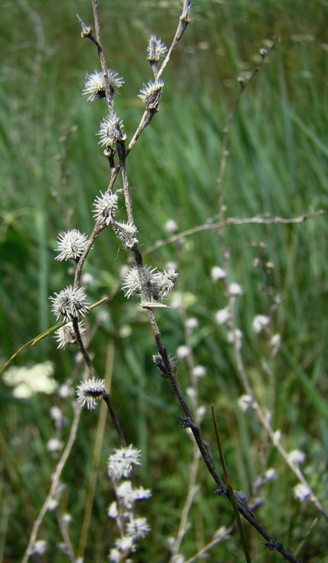 Image of Lappula squarrosa specimen.