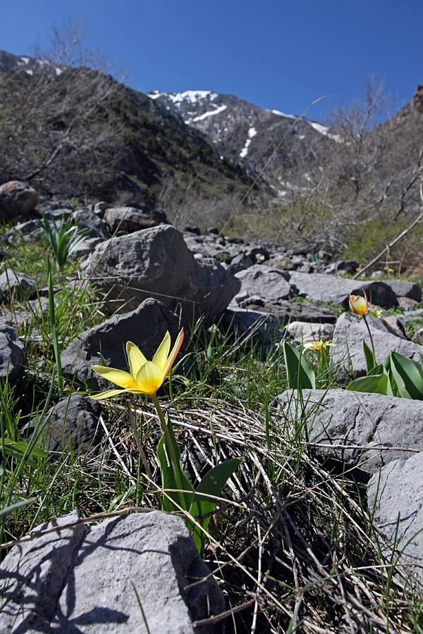 Image of Tulipa berkariensis specimen.