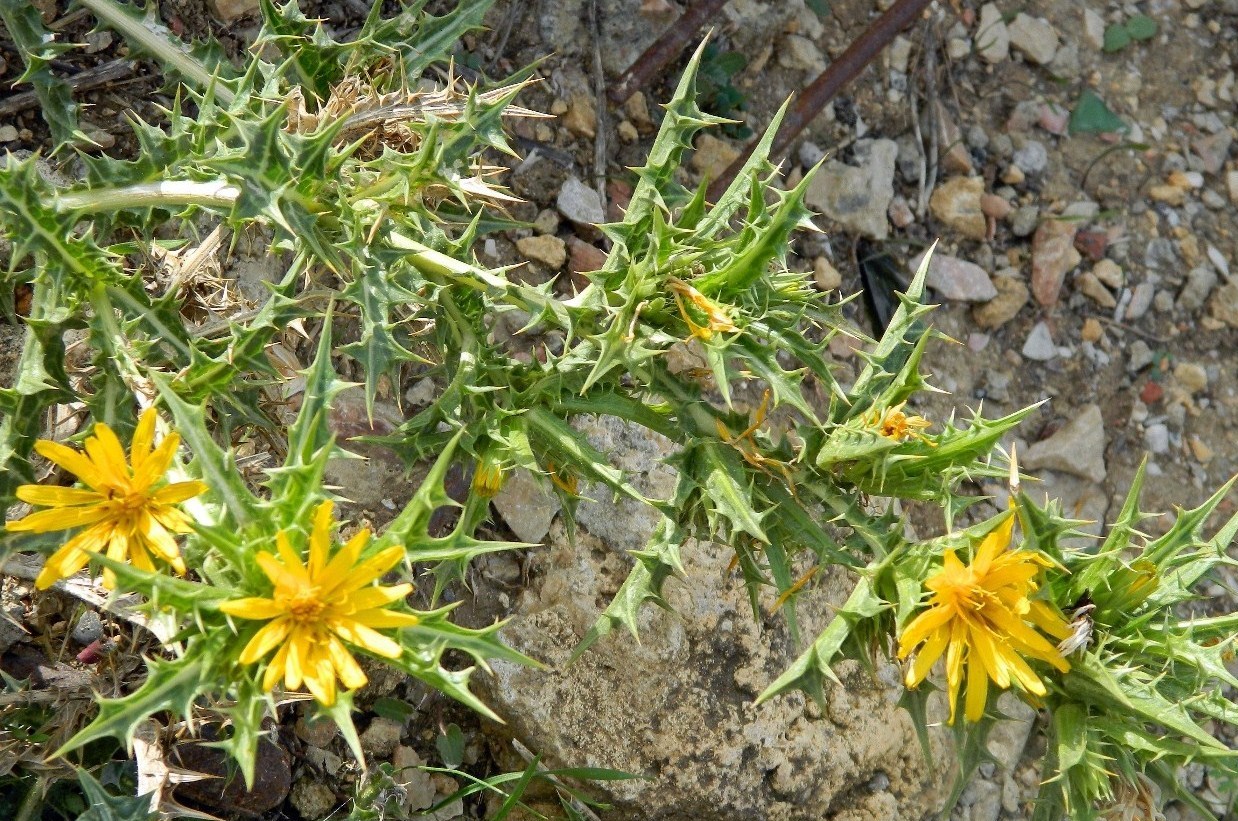 Изображение особи Scolymus hispanicus.