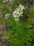 Rubus scenoreinus. Стелющееся (вьющееся) цветущее растение. Крым, окр. г. Ялта, хвойный лес. 28 июня 2009 г.
