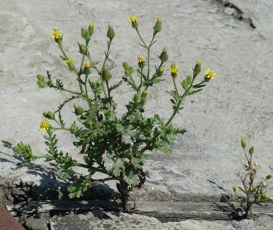 Изображение особи Senecio viscosus.