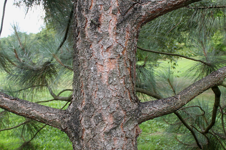 Изображение особи Pinus coulteri.