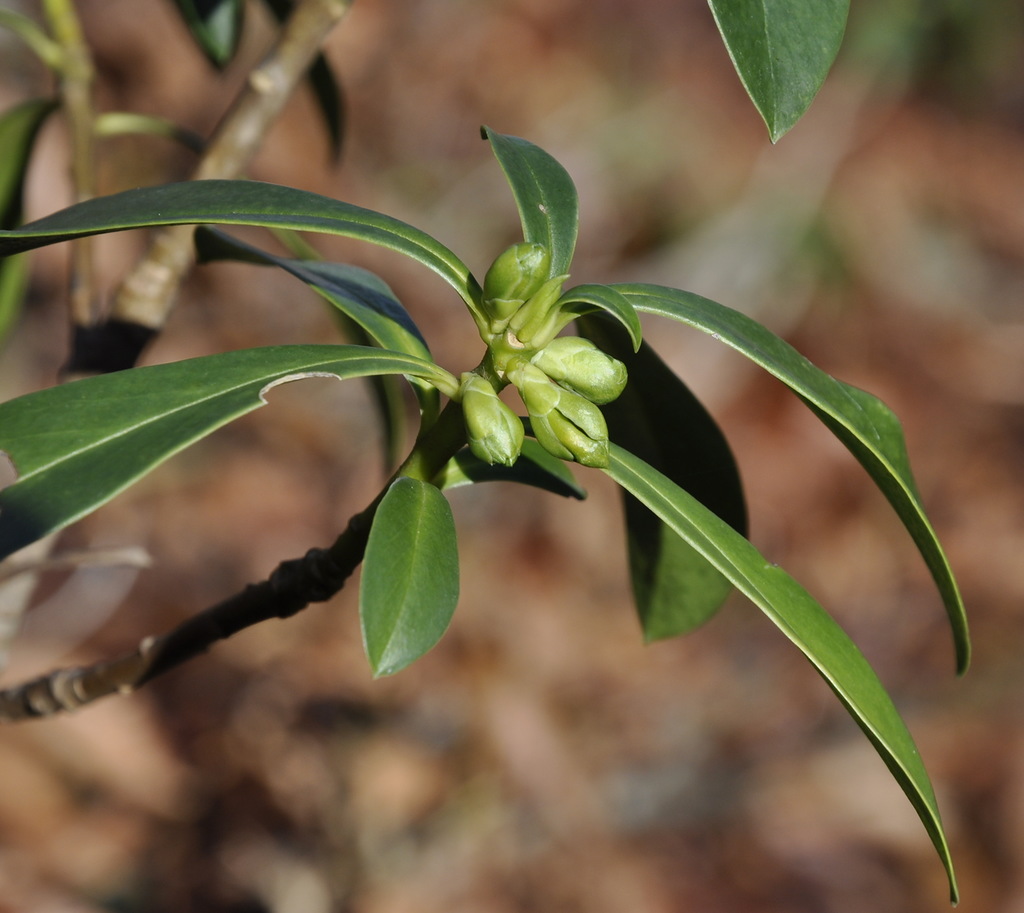 Изображение особи Daphne laureola.