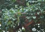 Commiphora ornifolia. Верхушка ветви. Сокотра, плато Хомхи. 29.12.2013.
