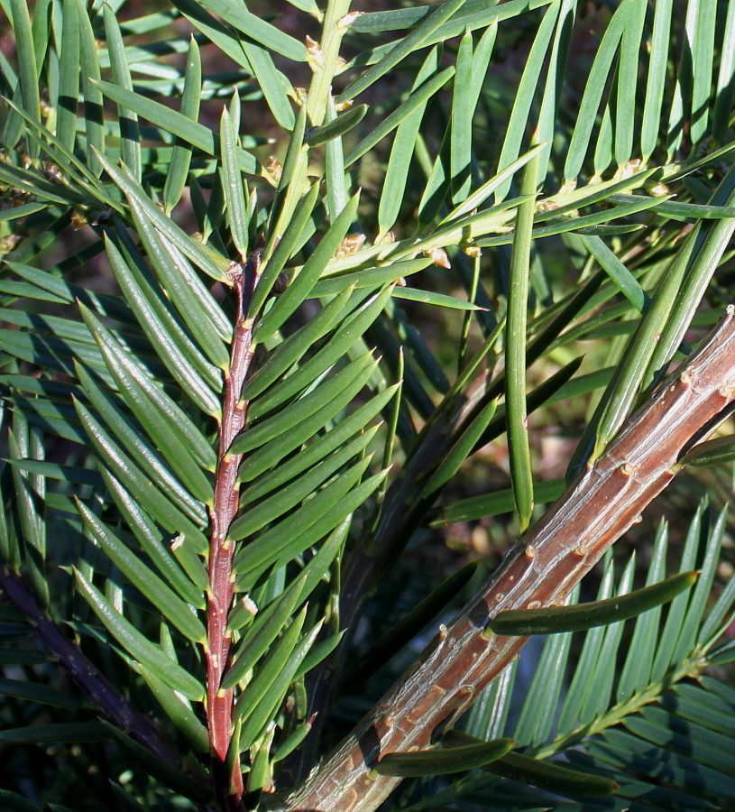 Image of Torreya grandis specimen.