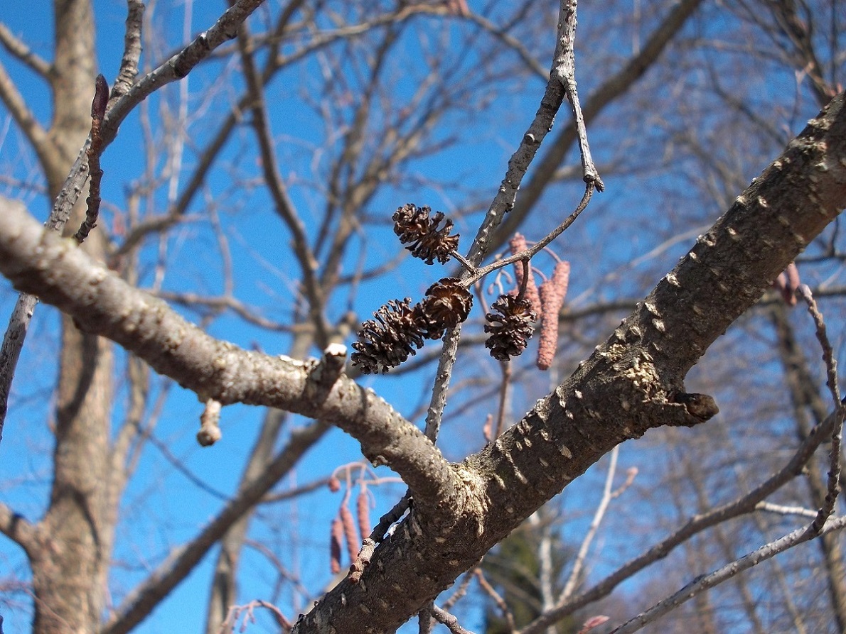 Image of Alnus incana specimen.