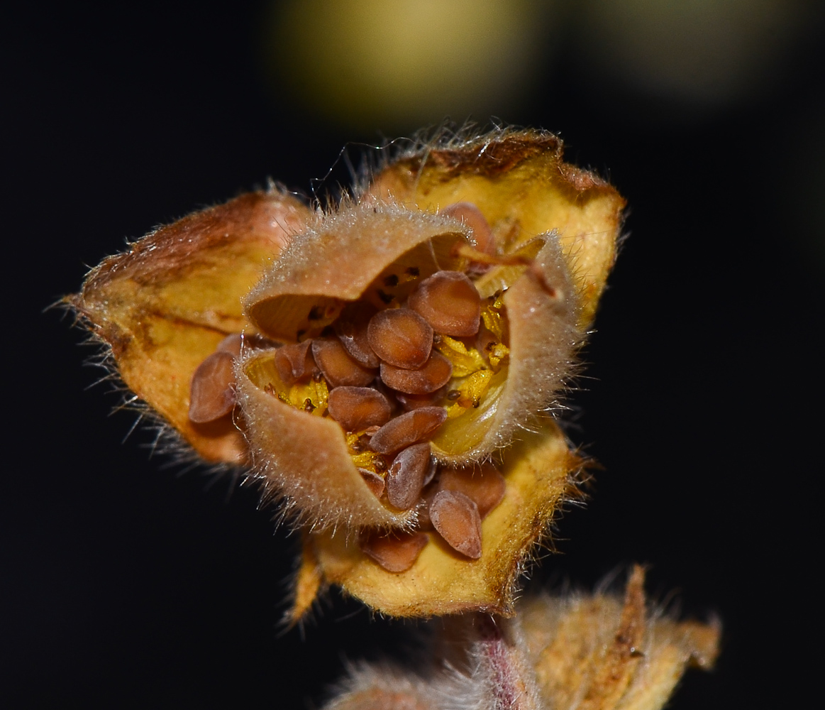 Image of Helianthemum stipulatum specimen.