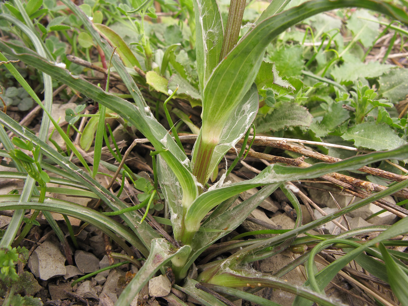 Изображение особи Tragopogon pusillus.