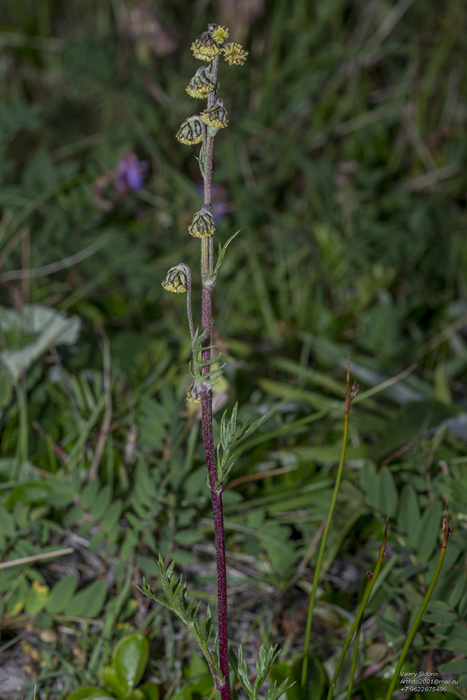 Изображение особи Artemisia arctica.