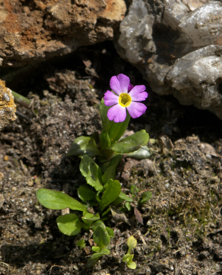 Image of Primula olgae specimen.