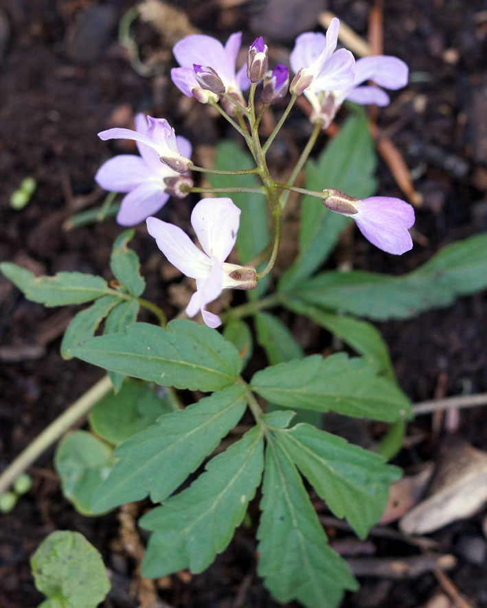 Image of Cardamine quinquefolia specimen.