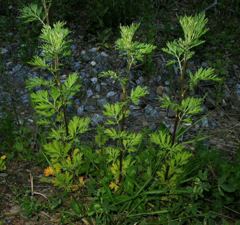 Изображение особи Artemisia vulgaris.