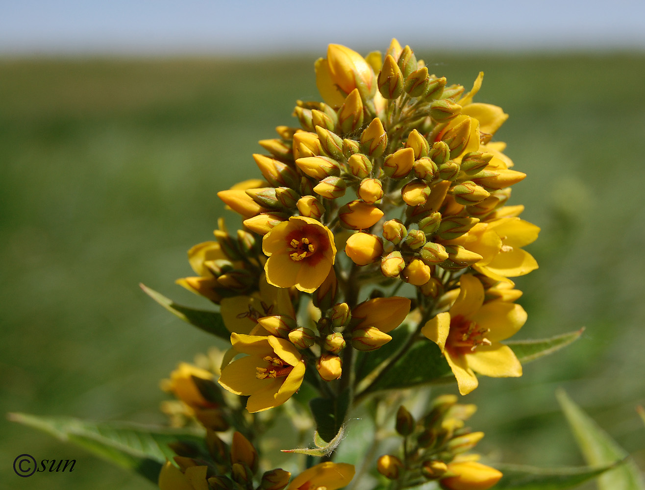 Image of Lysimachia vulgaris specimen.