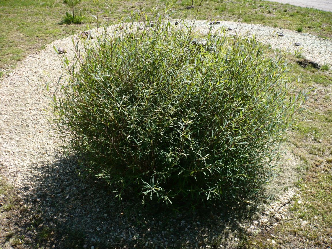 Image of Salix purpurea specimen.