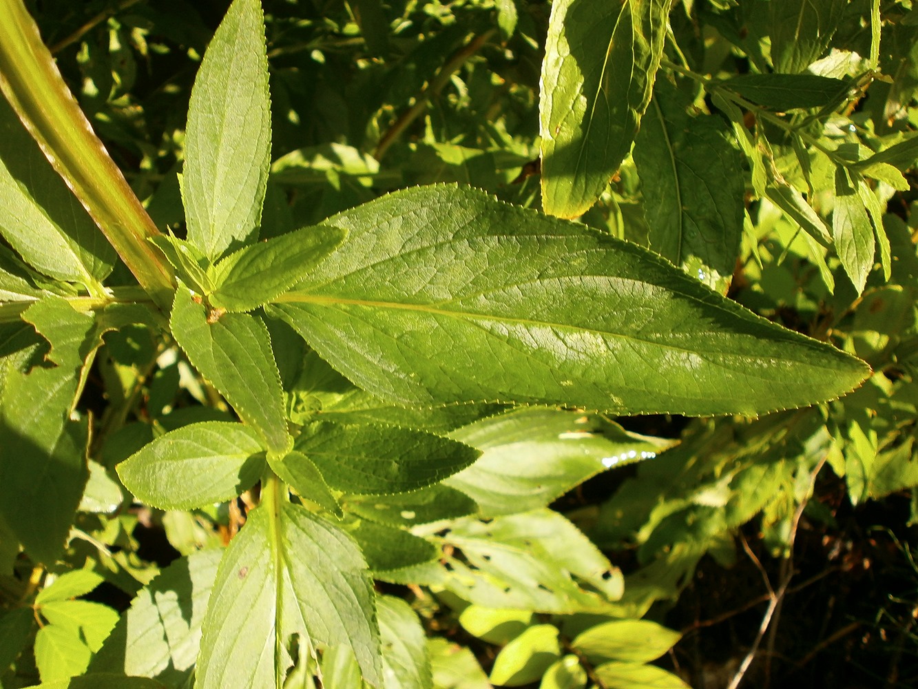 Изображение особи Scrophularia umbrosa.