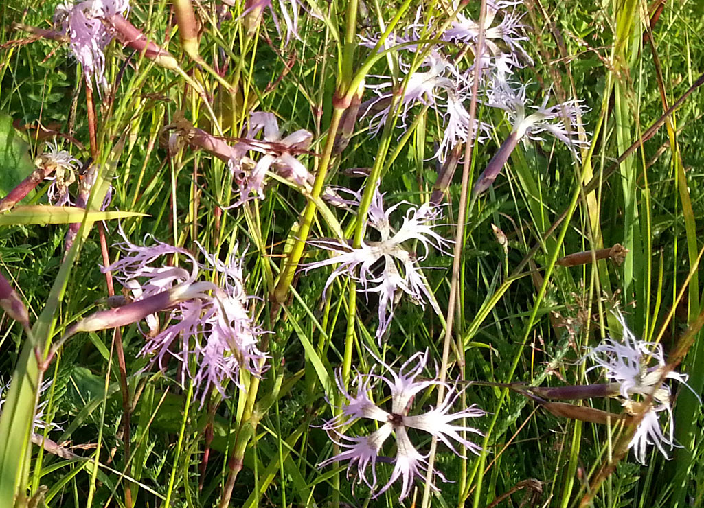 Image of Dianthus superbus specimen.