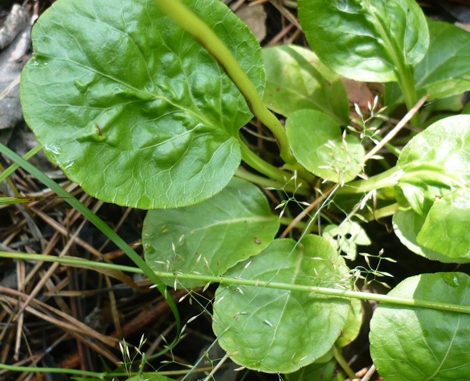 Image of Pyrola minor specimen.