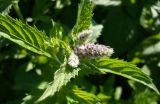 Mentha spicata