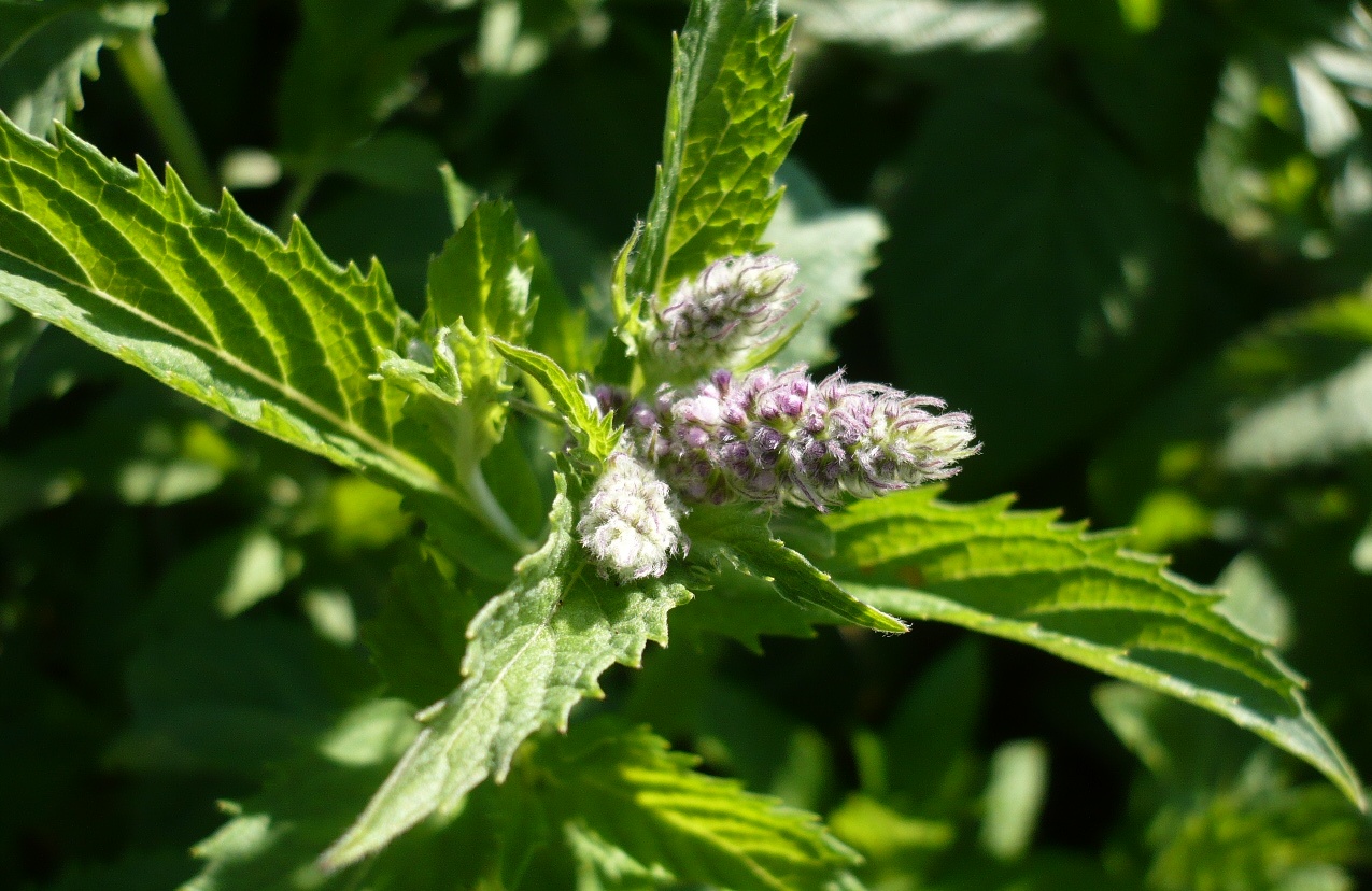 Image of Mentha spicata specimen.