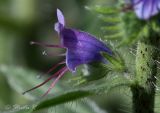 Echium vulgare. Цветок. Молдова, Оргеевский р-н, с. Ватич, окраина дубово-грабового леса. 19.06.2014.