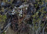 Rosularia platyphylla