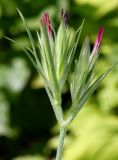 Dianthus armeria. Соцветие с бутонами. Германия, г. Дюссельдорф, Ботанический сад университета. 03.07.2014.