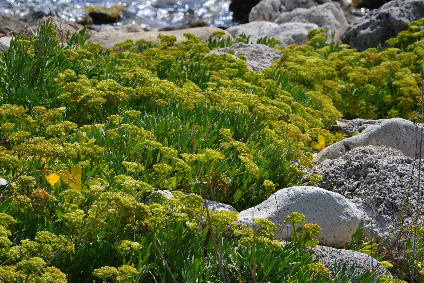 Image of Crithmum maritimum specimen.