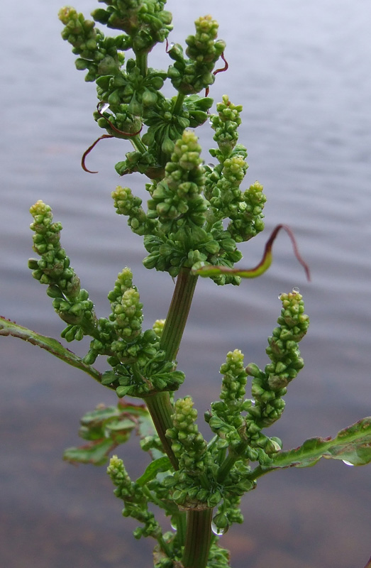 Image of Rumex longifolius specimen.