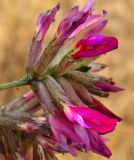 Смотреть изображение Astragalus cornutus