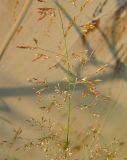 род Agrostis. Часть соплодия. Республика Татарстан, г. Бавлы. 29.07.2009.