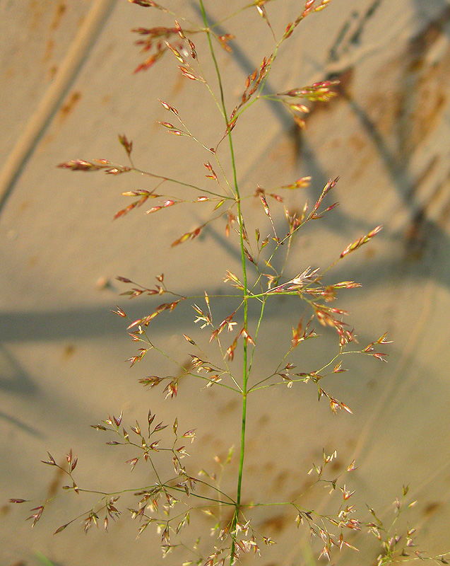 Image of genus Agrostis specimen.