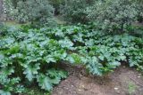 Acanthus mollis