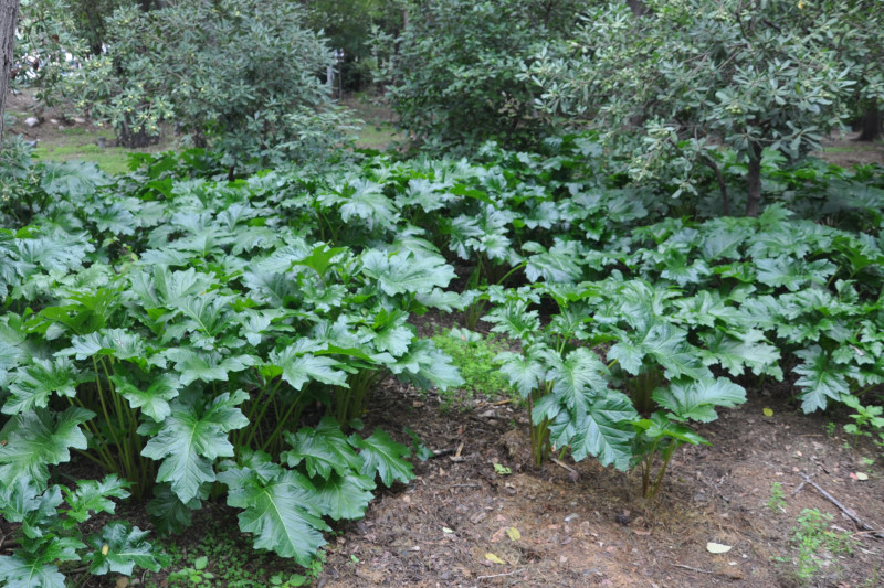 Image of Acanthus mollis specimen.