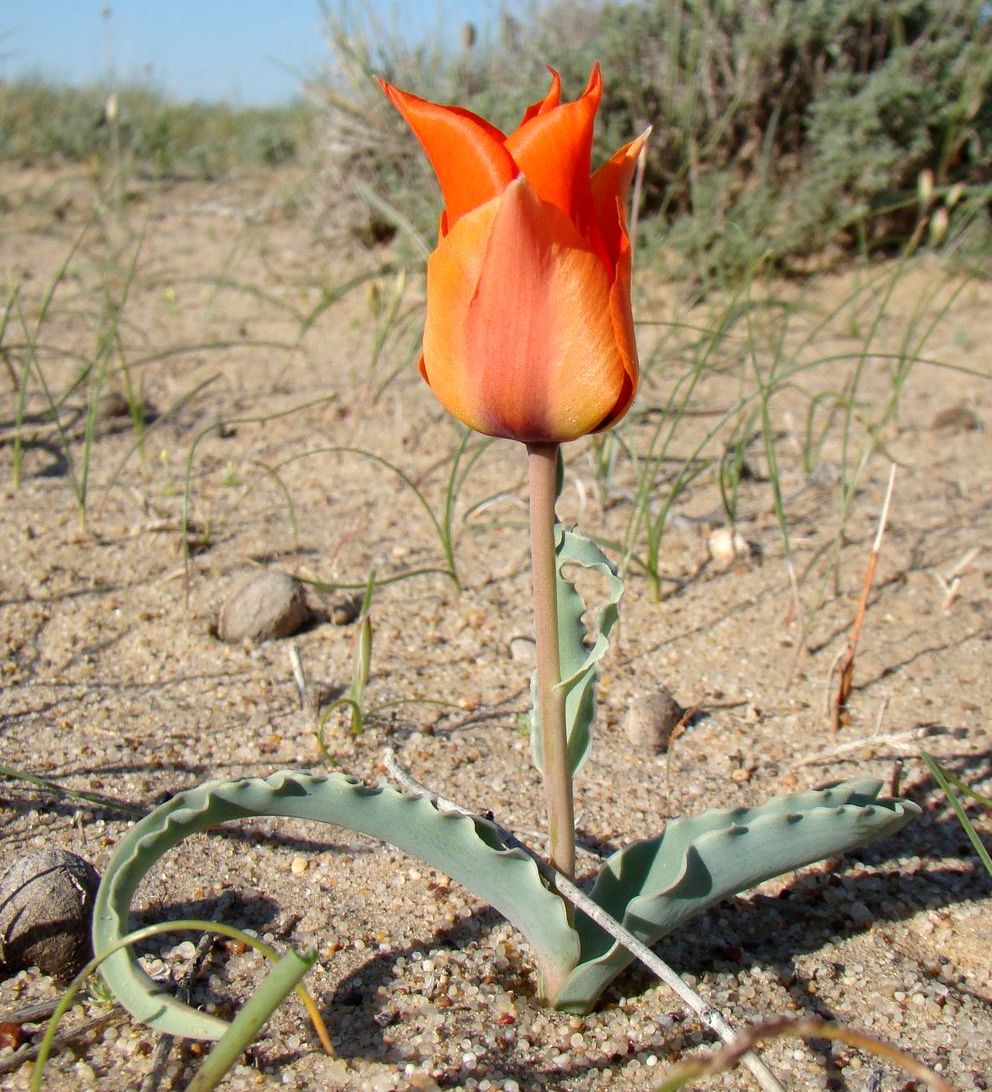 Image of Tulipa borszczowii specimen.