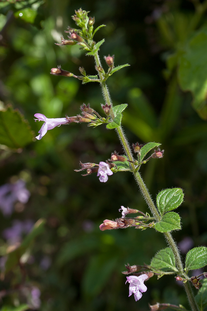 Image of Clinopodium menthifolium specimen.