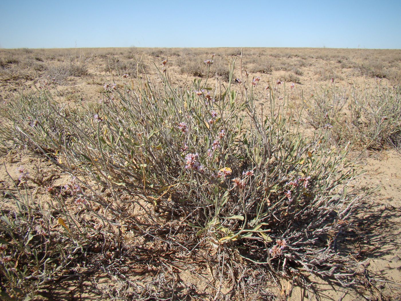 Image of Limonium suffruticosum specimen.