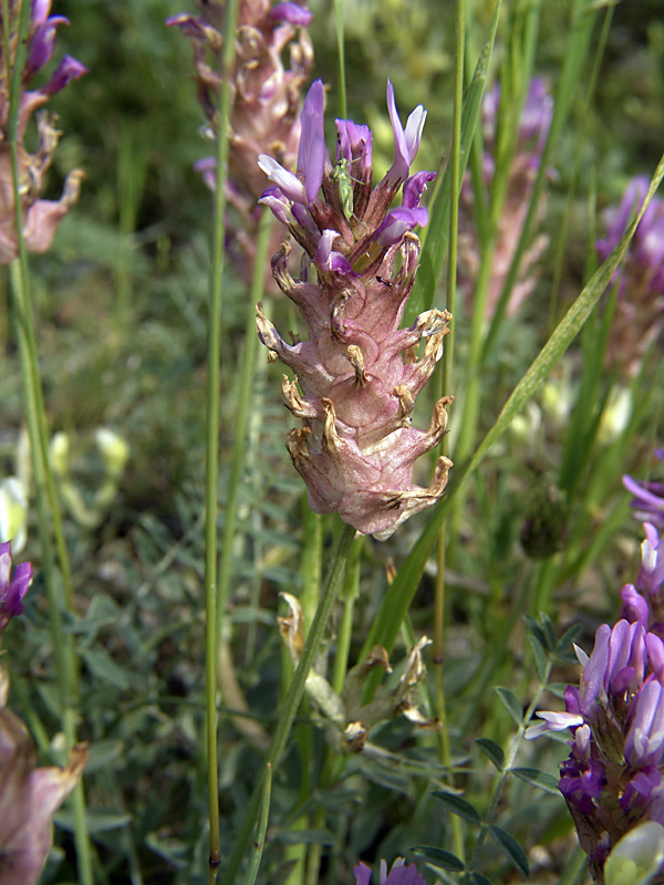 Image of Astragalus pseudonobilis specimen.