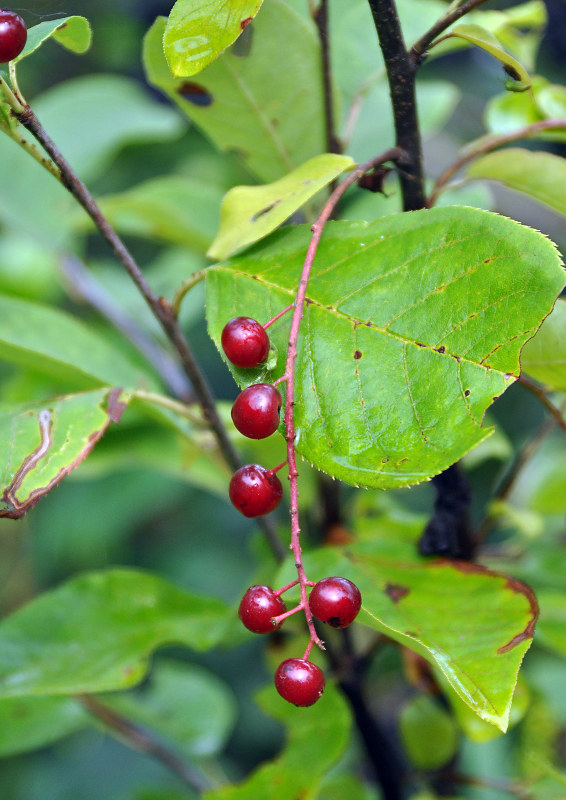 Image of Padus virginiana specimen.