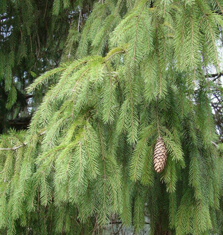 Image of Picea pungens specimen.