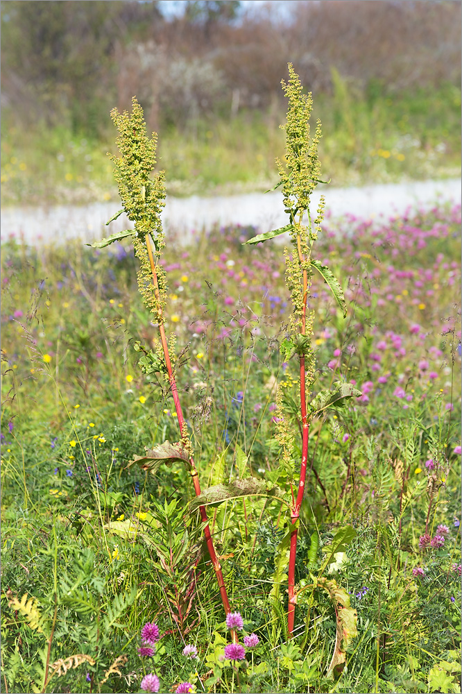 Image of Rumex longifolius specimen.