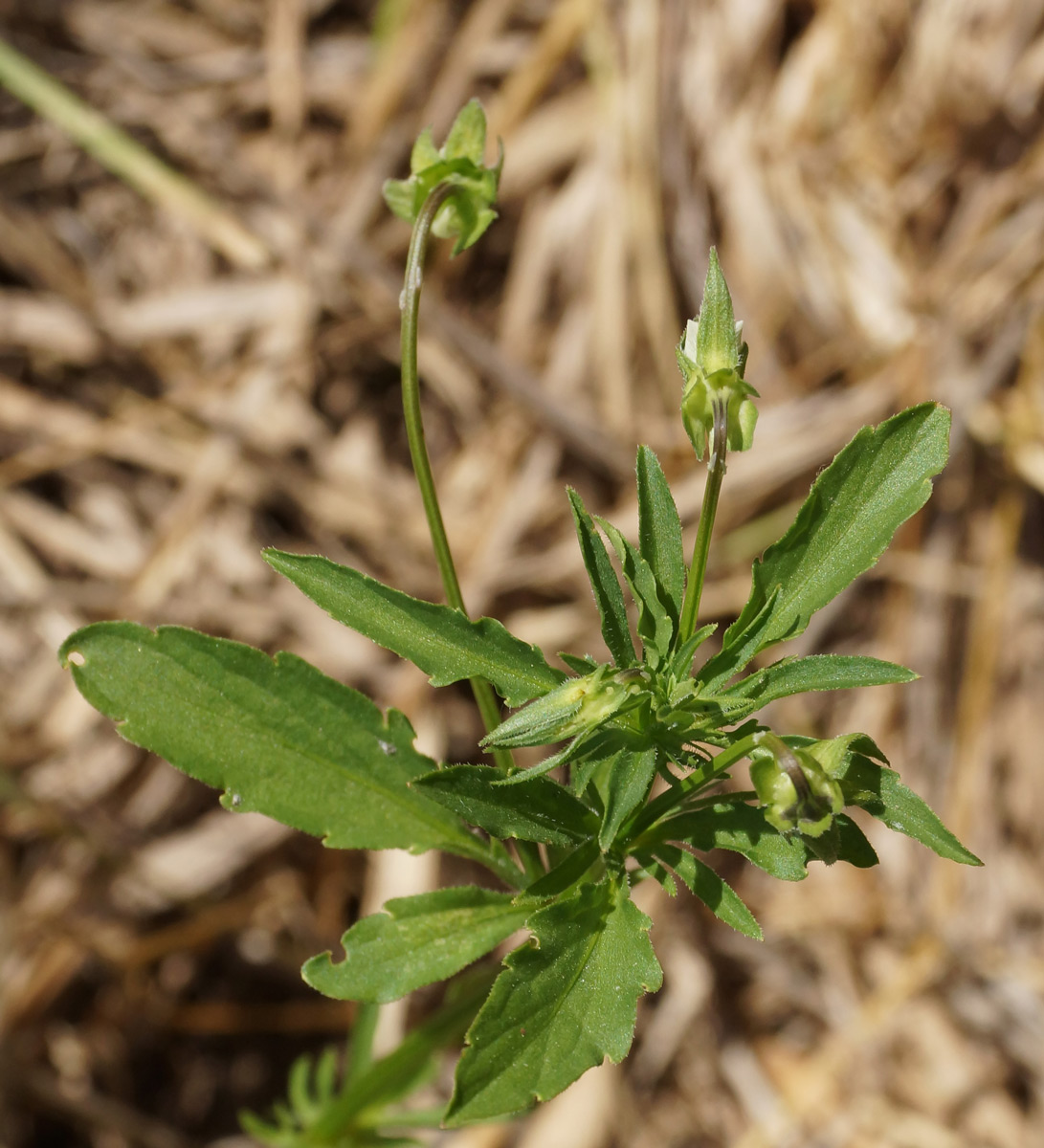 Изображение особи Viola arvensis.