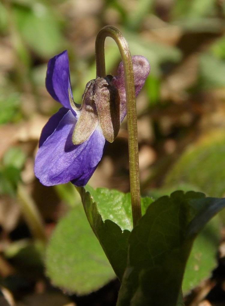 Image of Viola suavis specimen.