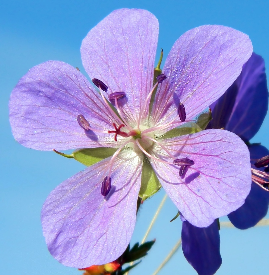 Image of Geranium pratense specimen.