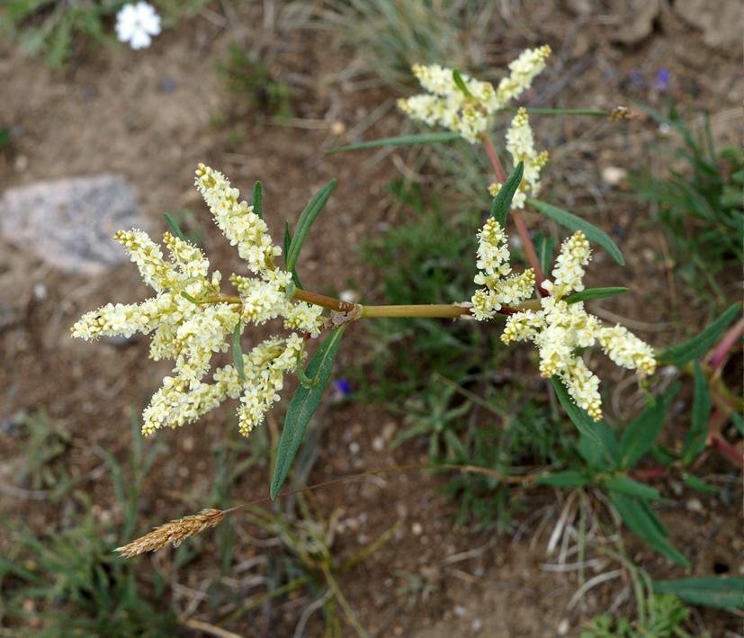 Изображение особи Aconogonon alpinum.